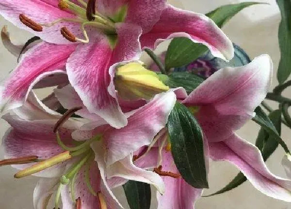 植物浇水|百合花多久浇一次水
