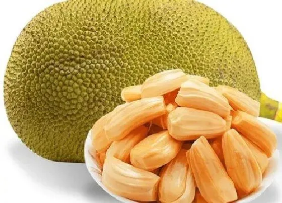 食用常识|菠萝蜜什么季节吃最好