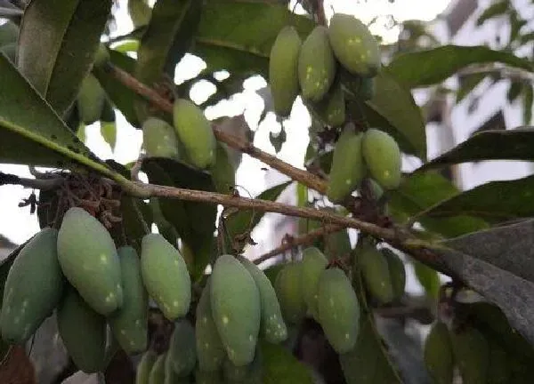 养殖科普|桂花喜水吗 属于喜水植物吗