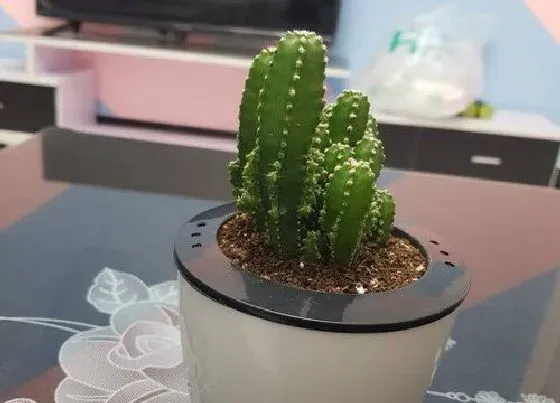 烂叶|多肉植物烂叶子怎么办