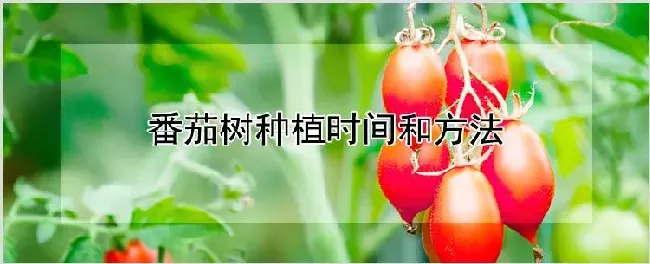 番茄树种植时间和方法 | 养殖技术