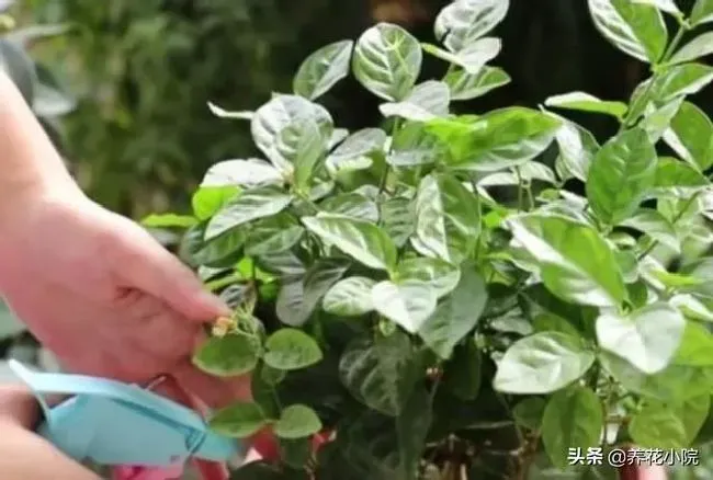 植物施肥|家庭养花如何正确使用硫酸亚铁，硫酸亚铁怎么用效果最好）