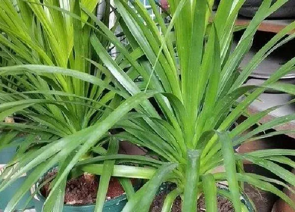 养殖科普|龙须树喜欢阳光吗 喜光照还是喜阴凉