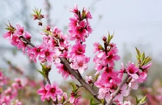 植物香味|桃花有香味吗 香味是什么味道的