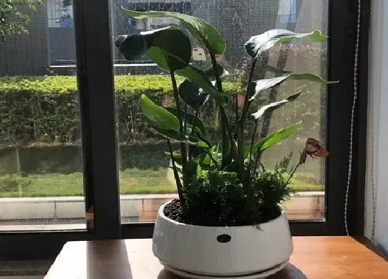 植物繁殖|鹤望兰怎么繁殖方法和注意事项