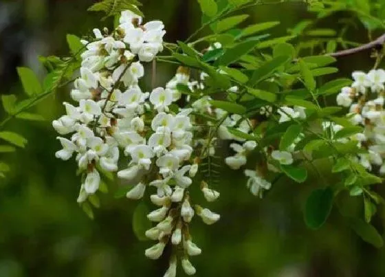 植物修剪|黑槐树什么时候剪枝合适