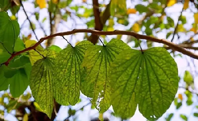 植物百科|铁元素对植物的作用