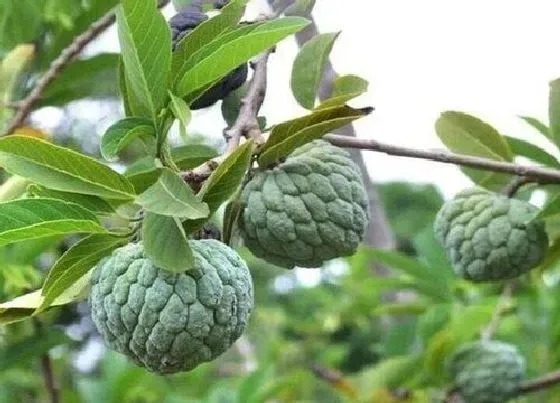 种植管理|释迦果什么季节种植合适