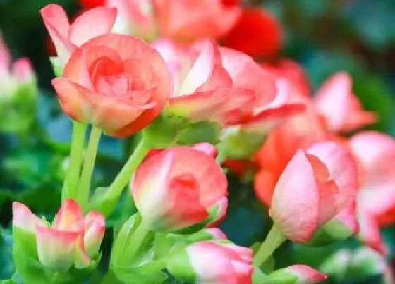 开花时间|海棠花什么时候开花 花期多久时间