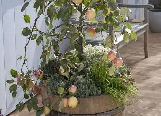 植物修剪|盆栽苹果树怎么修剪方法