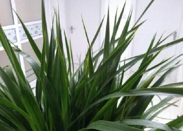 植物移栽|龙血树夏天可以换盆吗 换盆正确方法及注意事项