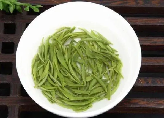 食用常识|白毛尖属于什么茶