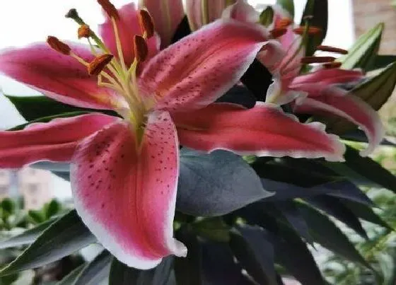 植物毒性|百合花花香味有毒吗