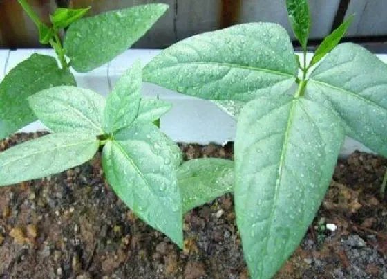 春天植物|南方春天适合种什么蔬菜（立春后南方露天栽种蔬菜表）