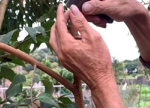 植物发芽|龙眼芽接最佳时间和技术方法