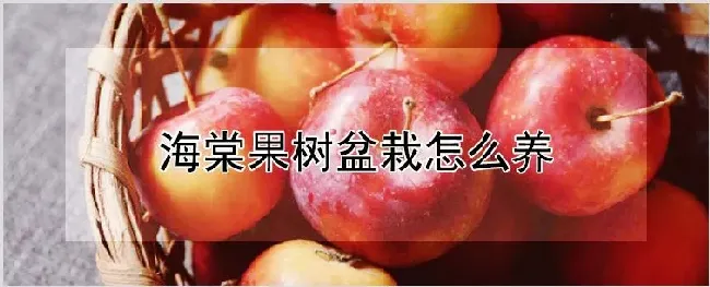 海棠果树盆栽怎么养 | 种植技术