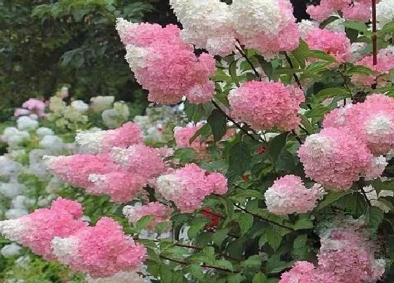 植物种类|圆锥绣球最值得入手的品种（推荐圆锥绣球华好看品种）