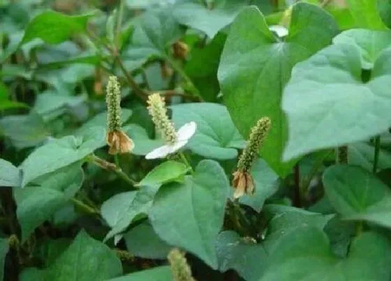 植物百科|鱼腥草有种子吗