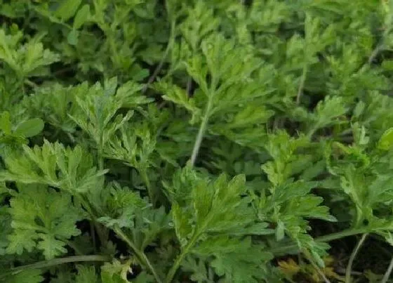 植物百科|蒿子是什么植物