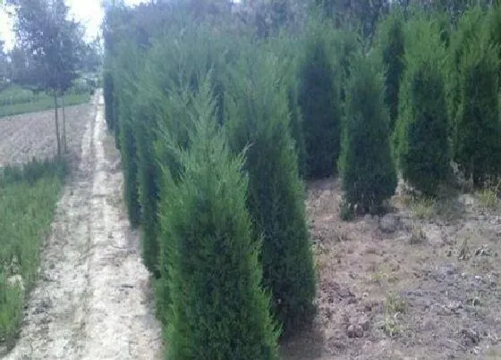 植物百科|塔柏有籽吗