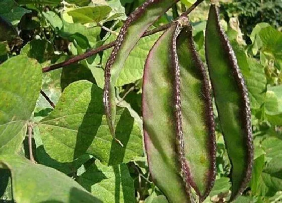 种植方法|洋扁豆种植时间和方法