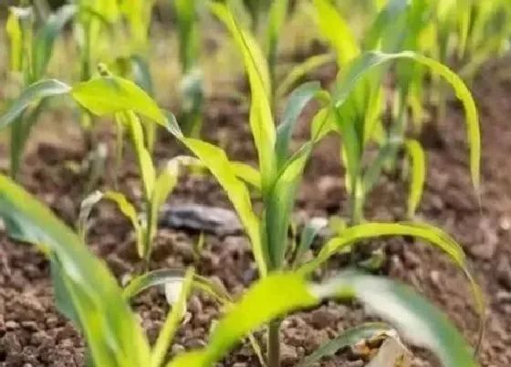 植物播种|玉米什么时候播种最合适