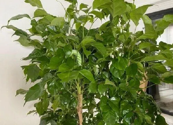植物浇水|幸福树换盆后多久浇水一次