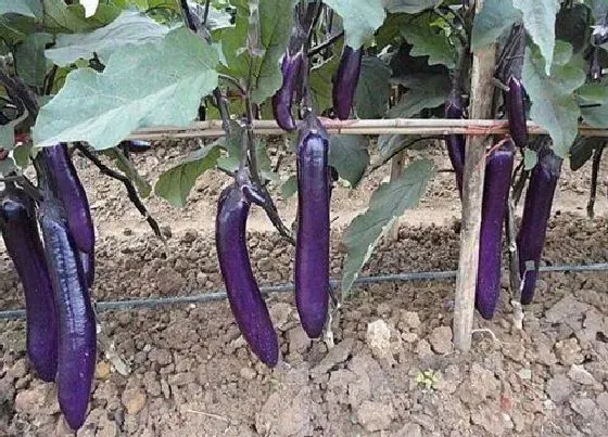 春天植物|南方春天适合种什么蔬菜（立春后南方露天栽种蔬菜表）