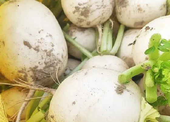 种植管理|白萝卜几月份种植最好 什么时候种白萝卜最合适