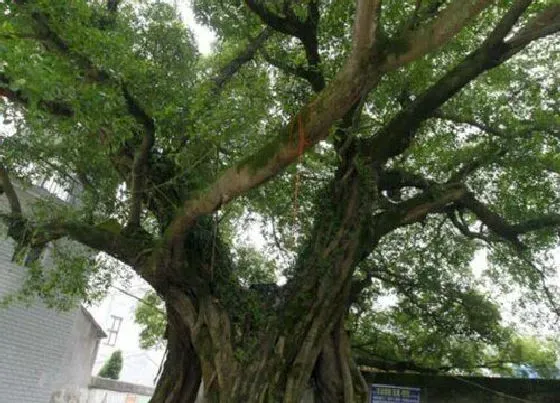 植物种类|什么品种的榕树最名贵