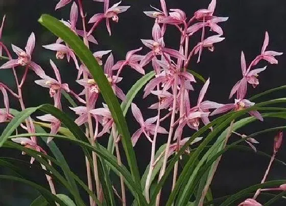 植物种类|最香的兰花品种