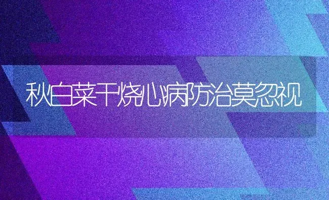 秋白菜干烧心病防治莫忽视 | 蔬菜种植