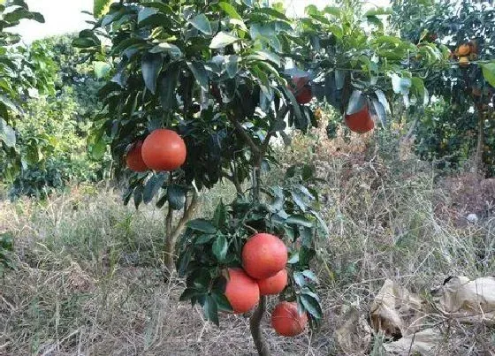 果实成熟|西柚什么时候上市 成熟的季节是几月