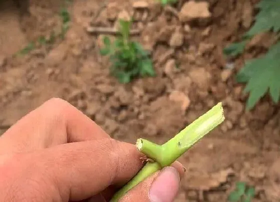 植物嫁接|牡丹嫁接时间和方法