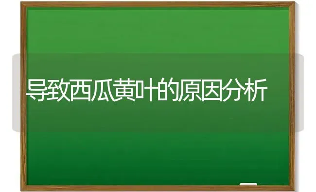 导致西瓜黄叶的原因分析 | 瓜果种植