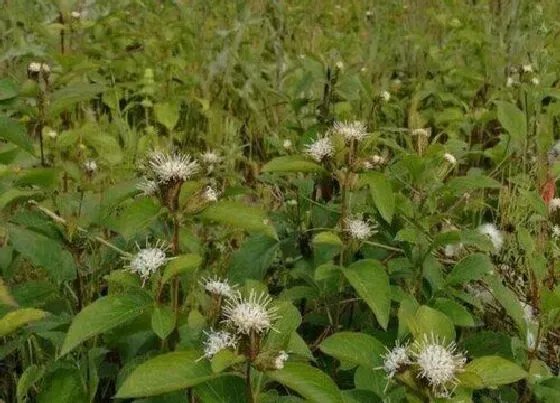 生长环境|苍术适合什么地方种植