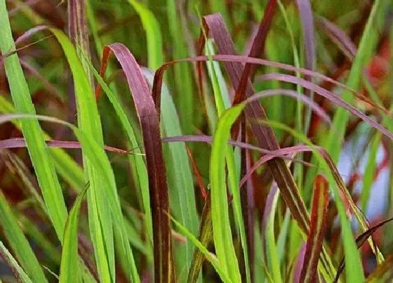 植物百科|稷是什么植物