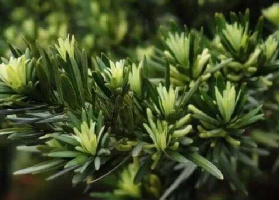 植物百科|罗汉松会开花吗 一般什么时候开花