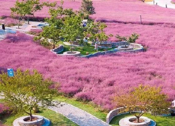 冬天植物|粉黛乱子草耐寒吗