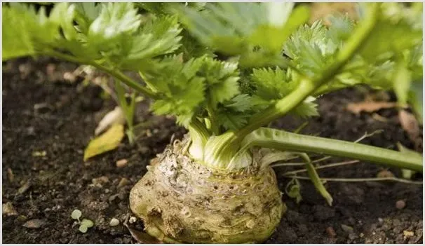 根芹的高产种植管理技术详解 | 种植技术