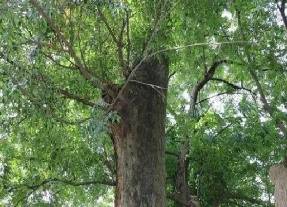 植物百科|金丝榔树值钱吗 市场价格