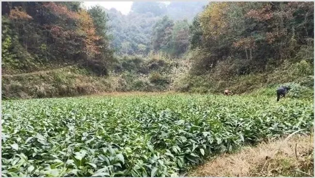 黑老虎的育苗方法与技巧 | 种植技术