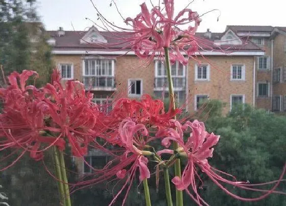 植物香味|彼岸花有香味吗