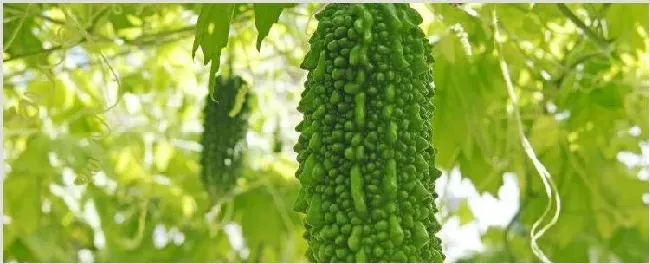 苦瓜苗尖黄怎么回事 | 种植资料