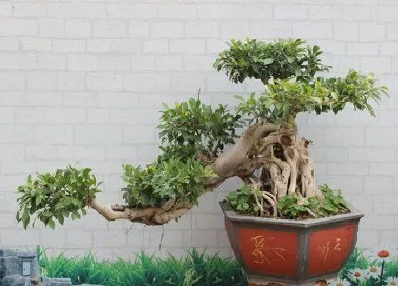 植物种类|什么品种的榕树最名贵