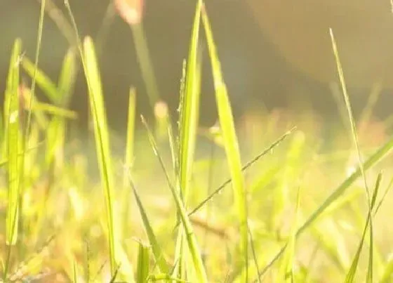 植物百科|迷你花卉有哪些