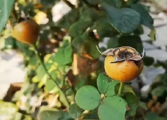 果实科普|月季花的果实有什么用