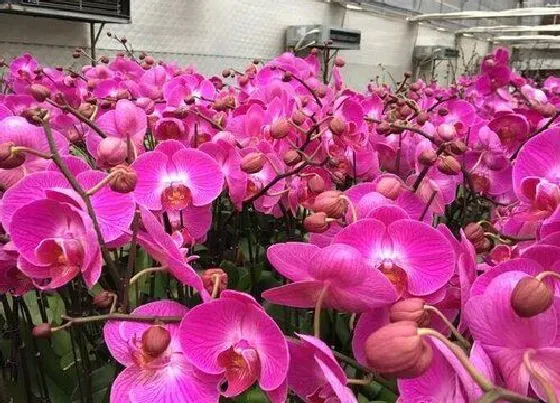 不开花|蝴蝶兰为什么不开花