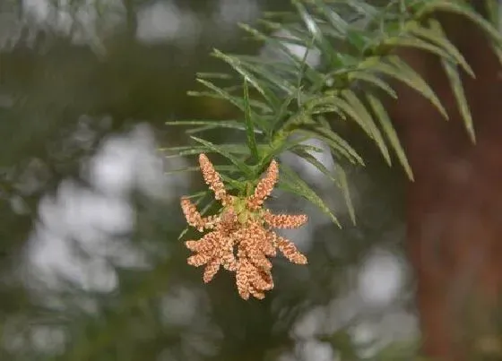 花语|什么花代表重生