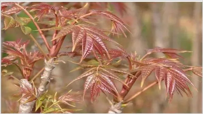 香椿的苗期管理要点 | 农业技术